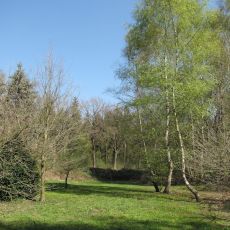 FORA Wildnisplatz, Gras, Bäume